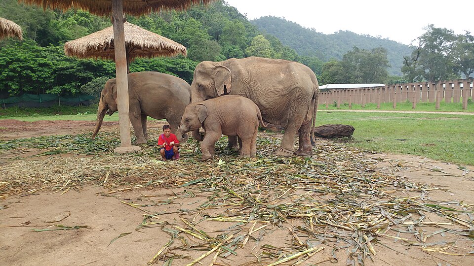 Elephant Nature Park